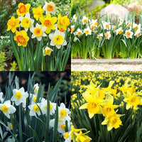 MultiColor Narcissus Flower Seeds for Planting Wildflower Mix Heirloom & GMO Free Seeds for Home Garden
 
 Sale