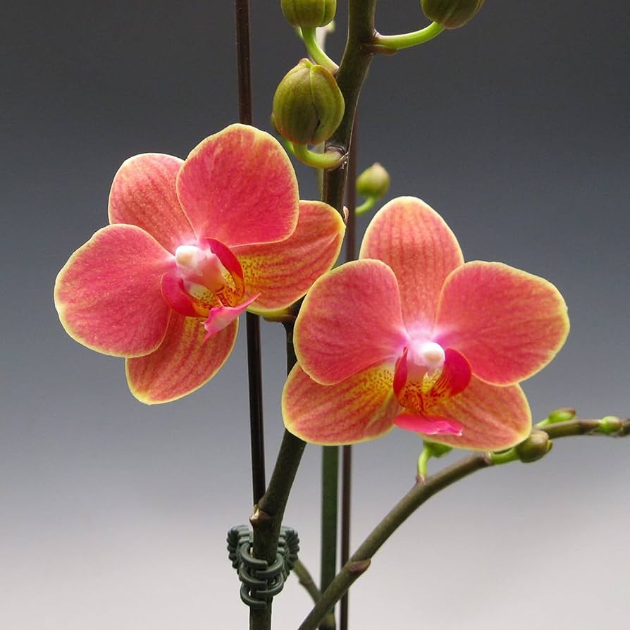 Orange Phalaenopsis Orchid Flower Seeds   Flower seeds for Planting Garden Favorite Heirloom & GMO Free Seeds for Home Garden