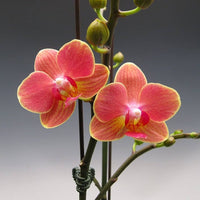 Orange Phalaenopsis Orchid Flower Seeds   Flower seeds for Planting Garden Favorite Heirloom & GMO Free Seeds for Home Garden