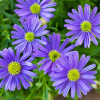 Blue Iberidifolia Flower seeds for Planting Sun Loving Heirloom & GMO Free Seeds for Home Garden 
 
 Sale