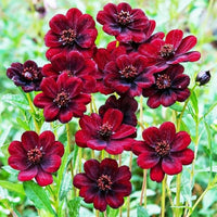 Cosmos Flower seeds for Planting Long Bloom Season Heirloom & GMO Free Seeds for Home Garden