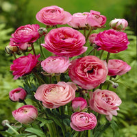 Dark Pink Ranunculus Flower seeds for Planting Perfect for Borders Heirloom & GMO Free Seeds for Home Garden