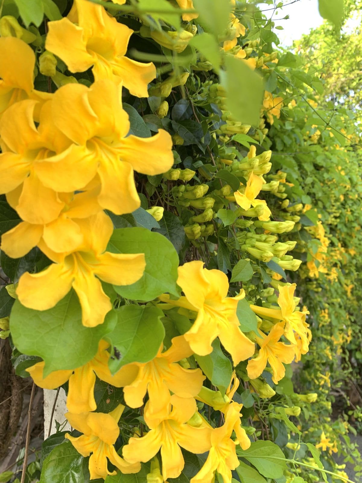 Dolichandra Flower seeds for Planting Cut Flower Favorite Heirloom & GMO Free Seeds for Home Garden