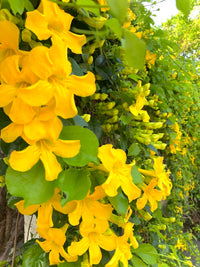 Dolichandra Flower seeds for Planting Cut Flower Favorite Heirloom & GMO Free Seeds for Home Garden