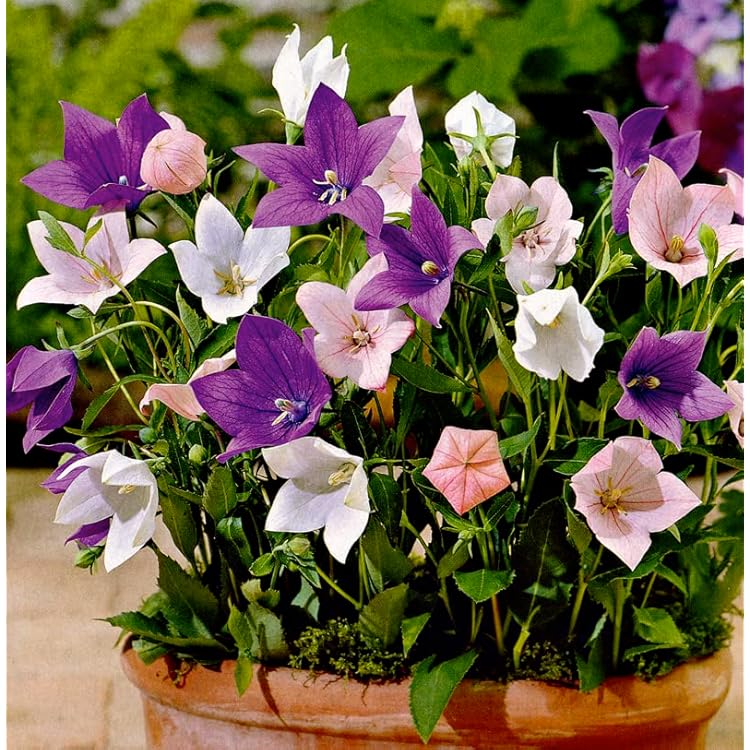 Mixed Balloon Flower seeds for Planting Seasonal Bloomer Heirloom & GMO Free Seeds for Home Garden 
 
 Sale