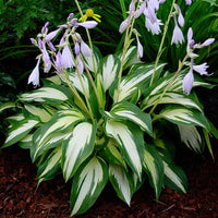 Hosta Flower seeds for Planting Sun Loving Heirloom & GMO Free Seeds for Home Garden