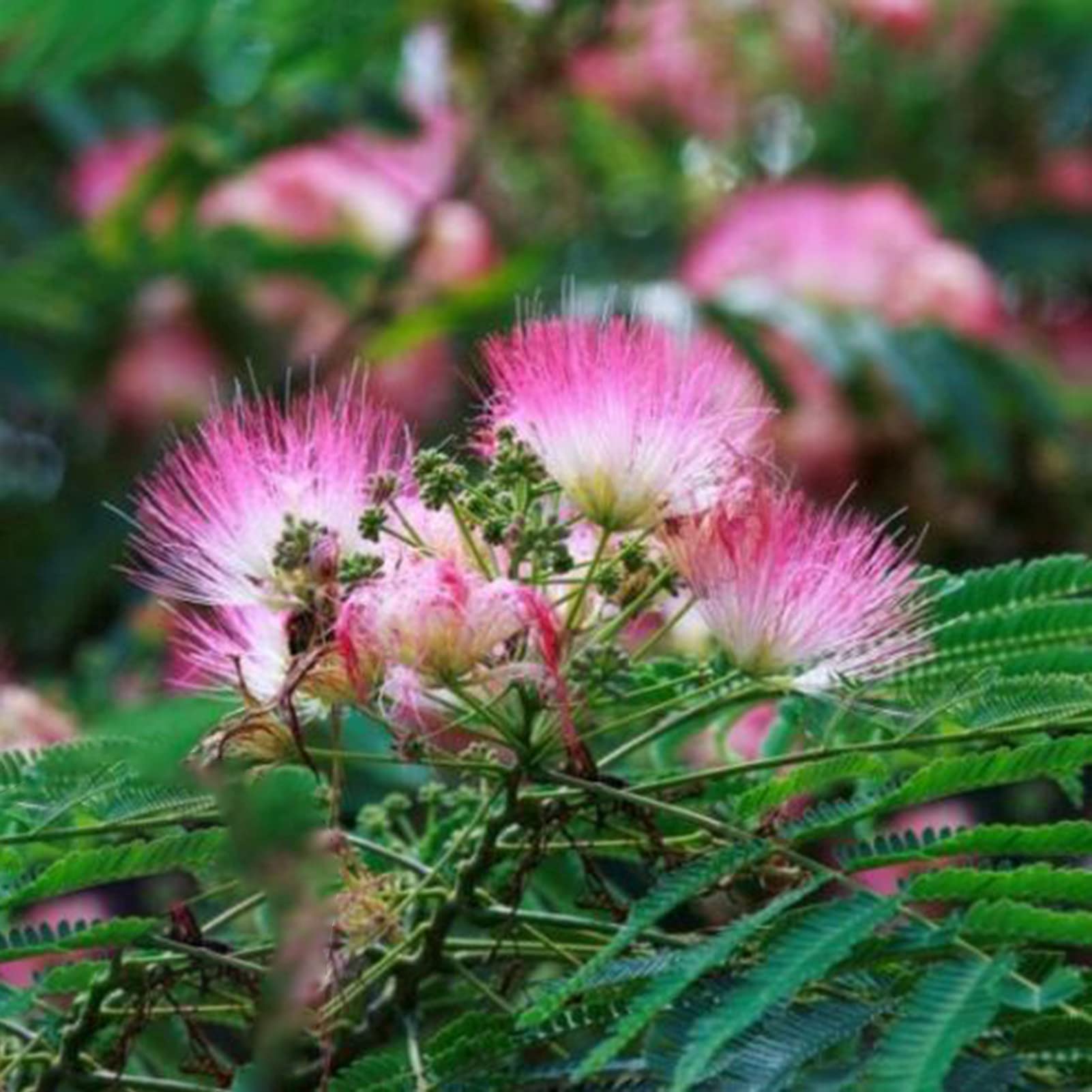 Pink Julibrissin Flower seeds for Planting - Hardy Variety, Heirloom & GMO Free Seeds for Home Garden