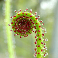 Drosophyllum Lusitanicum Carnivorous Seeds – Heirloom Non-GMO Bright Blooms for Garden Planting