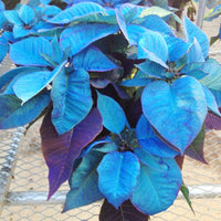Blue Poinsettia Flower Seeds for Planting Drought Tolerant Heirloom & GMO Free Seeds for Home Garden
 
 Sale