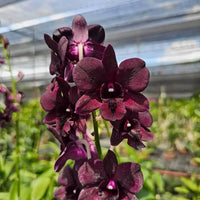 Dark Purple Dendrobium Flower seeds for Planting - Easy to Grow, Heirloom & GMO Free Seeds for Home Garden
 
 Sale