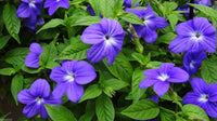 Browallia Flower seeds for Planting Shade Tolerant Heirloom & GMO Free Seeds for Home Garden