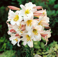 Lilium Regale Flower seeds for Planting - Sun Loving, Heirloom & GMO Free Seeds for Home Garden