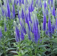 Speedwell Veronica spicata Seeds for Planting in Flower Borders