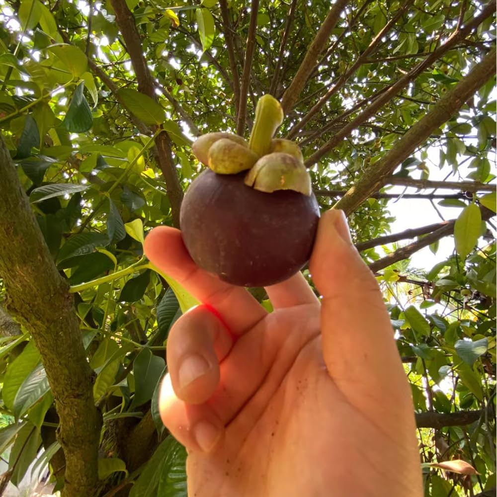 Mangostan Seeds for Planting  Exotic Fruit Seeds for Home Gardening