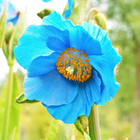 Meconopsis Betonicifolia Flower seeds for Planting Pollinator Friendly Heirloom & GMO Free Seeds for Home Garden