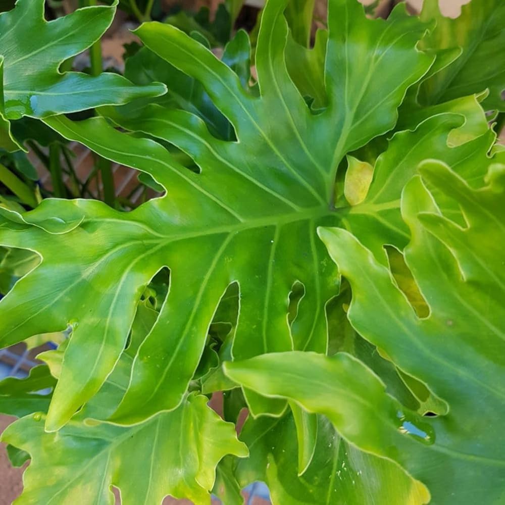 Green Philodendron Selloum Seeds Flower seeds for Planting Seasonal Bloomer Heirloom & GMO Free Seeds for Home Garden 
 
 Sale