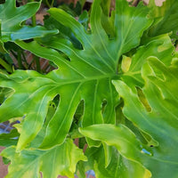 Green Philodendron Selloum Seeds Flower seeds for Planting Seasonal Bloomer Heirloom & GMO Free Seeds for Home Garden 
 
 Sale
