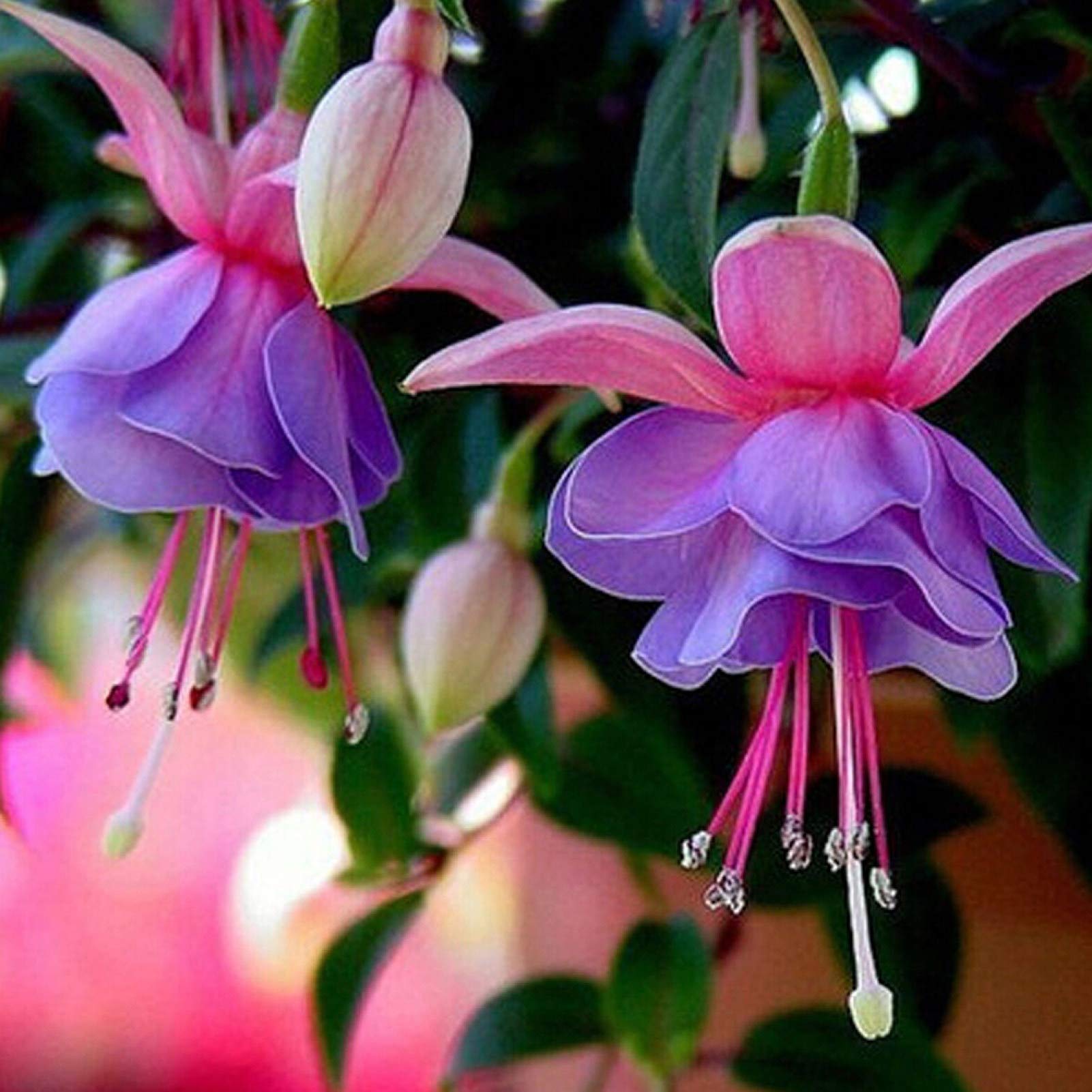 Mix Lantern Fuchsia Flower Seeds for Planting Cut Flower Favorite Heirloom & GMO Free Seeds for Home Garden
 
 Sale