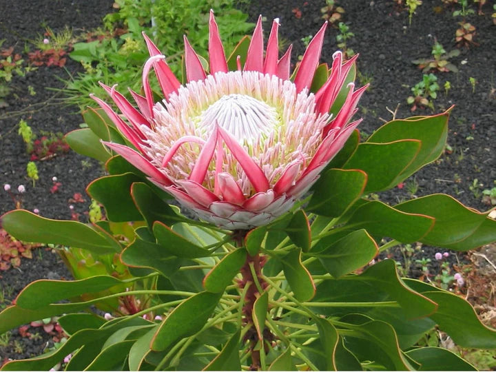 Cynaroides Flower seeds for Planting Easy to Grow Heirloom & GMO Free Seeds for Home Garden 
 
 Sale