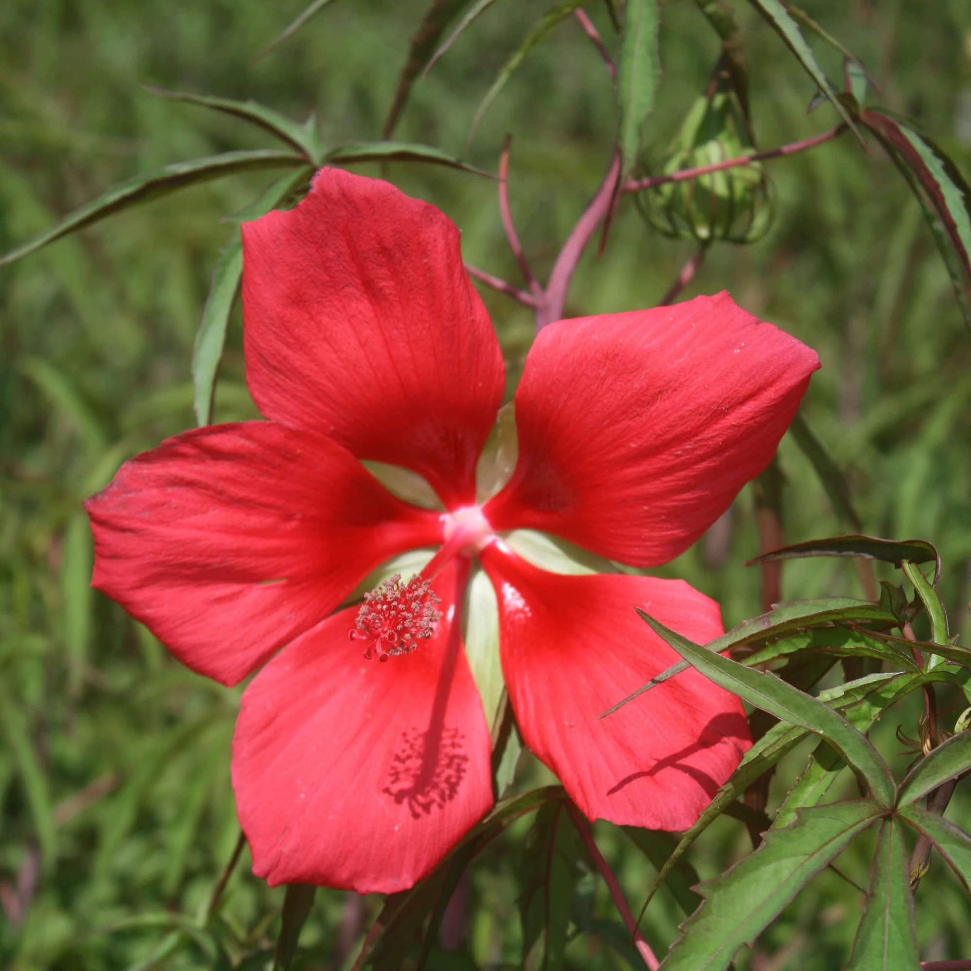 Red Giant Texas Star Hibiscus Seeds for Planting home garden flower bed