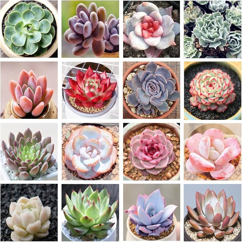 Mixed Echeveria Succulent Flower seeds for Planting Shade Tolerant Heirloom & GMO Free Seeds for Home Garden 
 
 Sale
