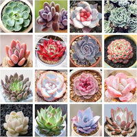 Mixed Echeveria Succulent Flower seeds for Planting Shade Tolerant Heirloom & GMO Free Seeds for Home Garden 
 
 Sale