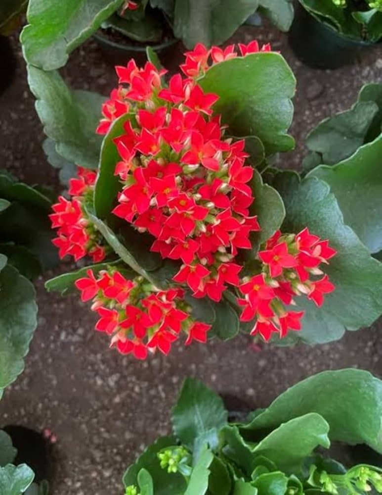 Red Kalanchoe Flower seeds for Planting Cut Flower Favorite Heirloom & GMO Free Seeds for Home Garden 
 
 Sale