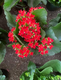 Red Kalanchoe Flower seeds for Planting Cut Flower Favorite Heirloom & GMO Free Seeds for Home Garden 
 
 Sale