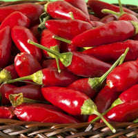 Thai Sun Hot Pepper Capsicum annuum Seeds
