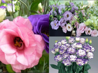 Grandiflorum Flower seeds for Planting Seasonal Bloomer Heirloom & GMO Free Seeds for Home Garden