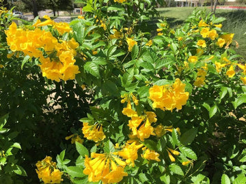 Yellow Rawstone Plant for Your Garden  Seed for Bright and Cheerful Blooms