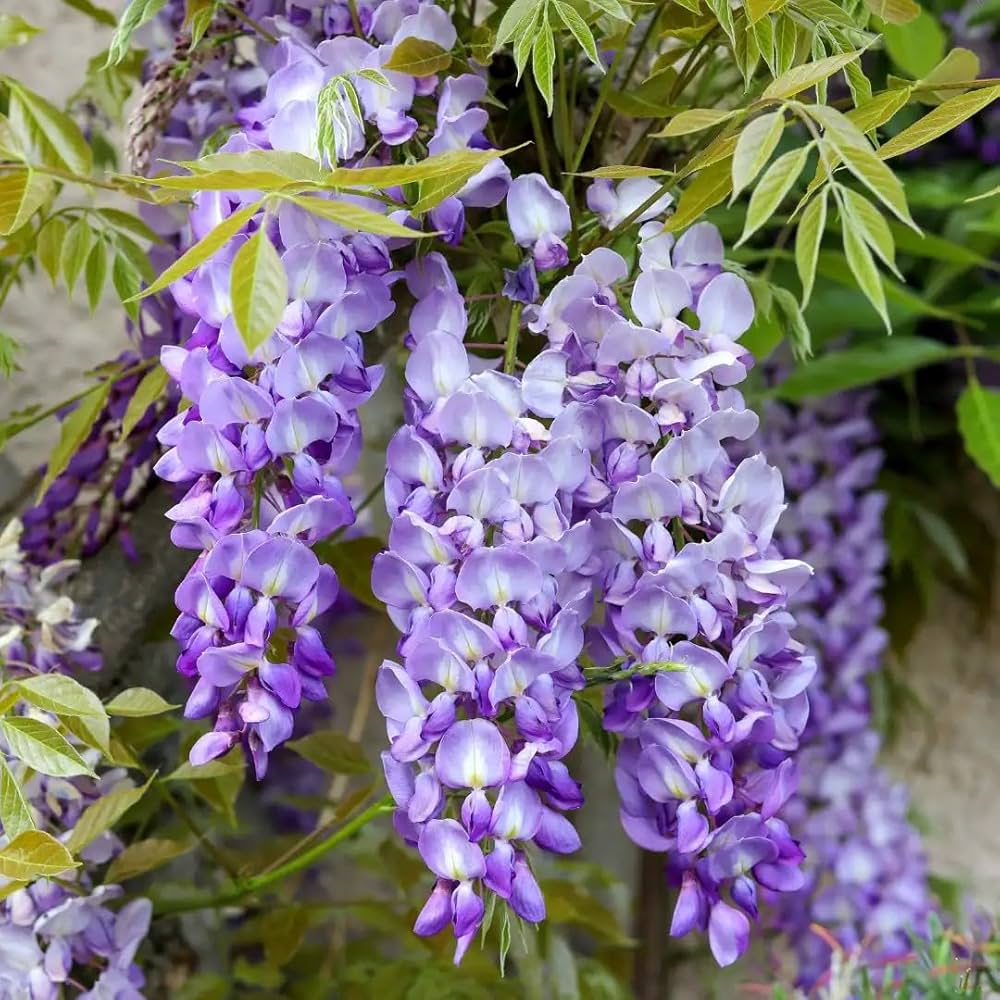 Wisteria Violet Flower Seeds for Planting  Seed for Beautifully Cascading Blooms in Your Garden