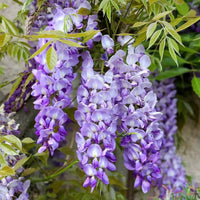 Wisteria Violet Flower Seeds for Planting  Seed for Beautifully Cascading Blooms in Your Garden