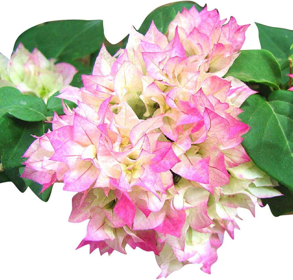 Climbing Bougainvillea Flower seeds for Planting - Low Maintenance, Heirloom & GMO Free Seeds for Home Garden
 
 Sale for planting in home garden.