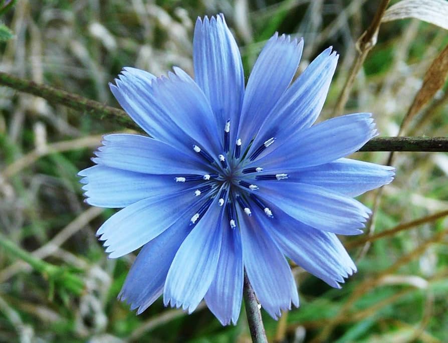 Blue Cichorium Flower seeds for Planting - Garden Favorite, Heirloom & GMO Free Seeds for Home Garden