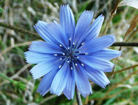 Blue Cichorium Flower seeds for Planting - Garden Favorite, Heirloom & GMO Free Seeds for Home Garden