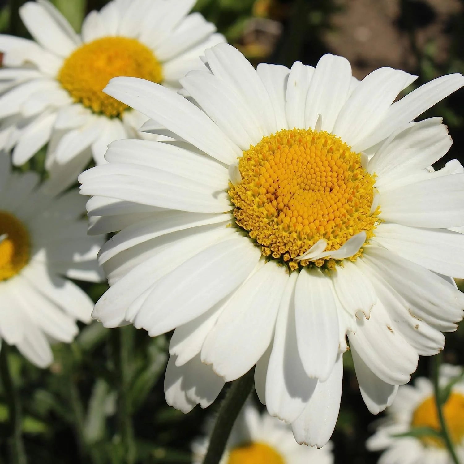 Leucanthemum Flower seeds for Planting - Vibrant Colors, Heirloom & GMO Free Seeds for Home Garden