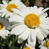 Leucanthemum Flower seeds for Planting - Vibrant Colors, Heirloom & GMO Free Seeds for Home Garden