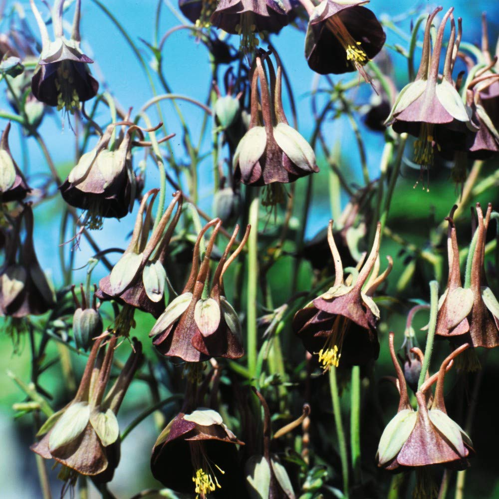 Columbine Viridiflora Flower seeds for Planting Drought Tolerant Heirloom & GMO Free Seeds for Home Garden