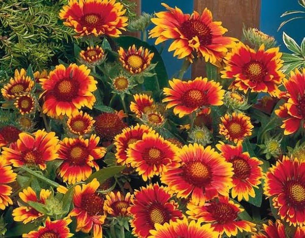 Gaillardia Aristata Flower seeds for Planting - Cut Flower Favorite, Heirloom & GMO Free Seeds for Home Garden
