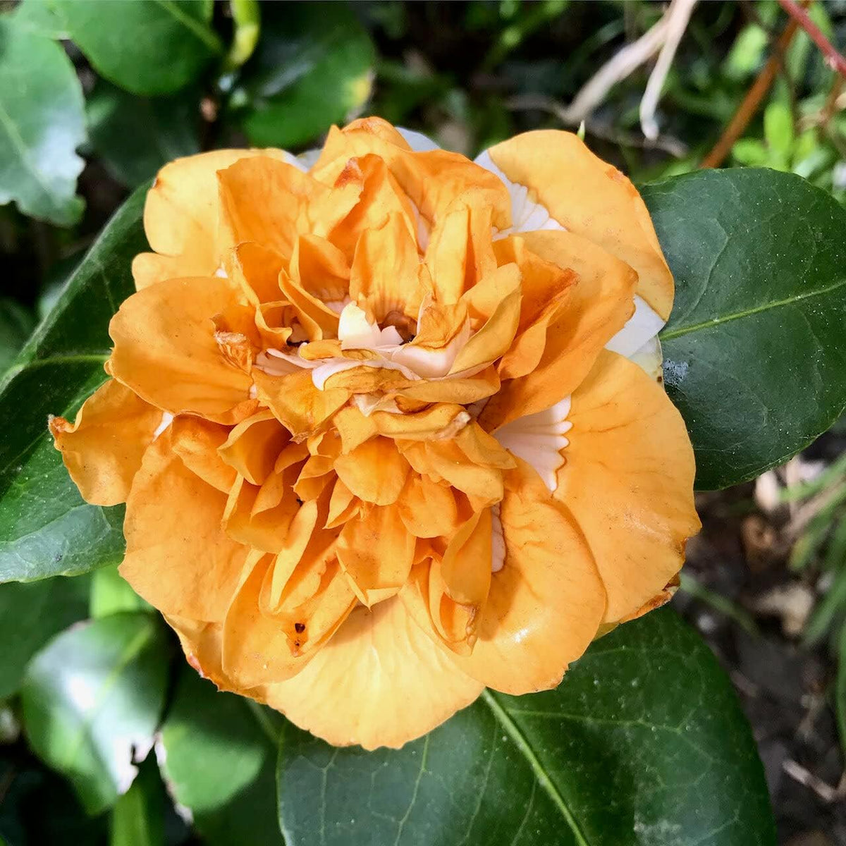 Orange White Camellia Flower seeds for Planting - Hardy Variety, Heirloom & GMO Free Seeds for Home Garden
 
 Sale for planting in home garden