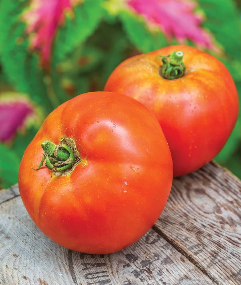 Better Boy Tomato Seeds for Planting vegetable patch