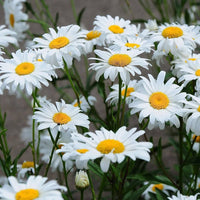 White Leucanthemum Flower seeds for Planting - Drought Tolerant, Heirloom & GMO Free Seeds for Home Garden