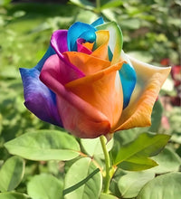 Mixed Rose Rainbow Bonsai seeds for Planting - Low Maintenance, Heirloom & GMO Free Seeds for Home Garden