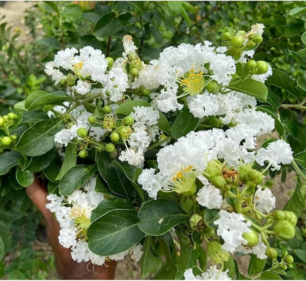 White Crape Myrtle Tree Seeds Flower seeds for Planting Compact Growth Heirloom & GMO Free Seeds for Home Garden 
 
 Sale