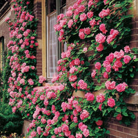 Light Pink Climbing Rose Seeds Flower seeds for Planting Fragrant Blossoms Heirloom & GMO Free Seeds for Home Garden