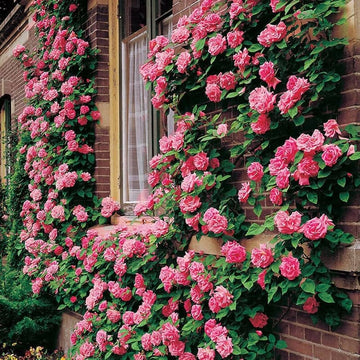 Light Pink Climbing Rose Seeds Flower seeds for Planting Fragrant Blossoms Heirloom & GMO Free Seeds for Home Garden