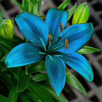 Mixed Color Special Blue Heart Lily Seeds for Home Garden