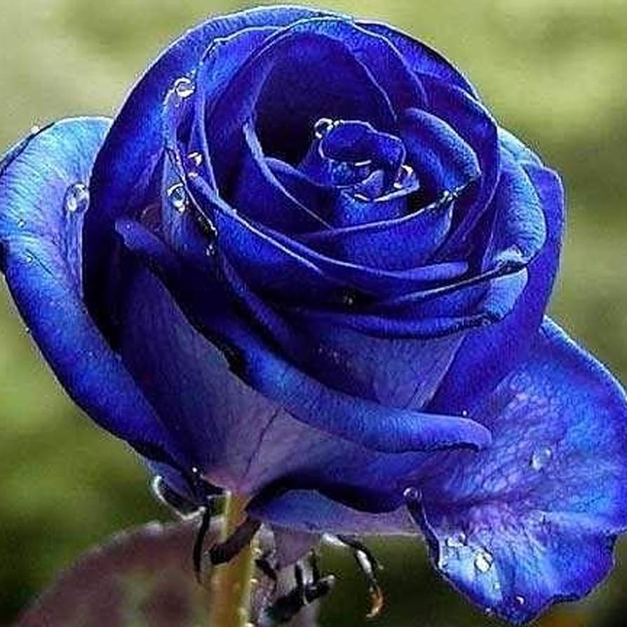 Dark Blue MulColor Rose Flower Seeds for Planting Hardy Variety Heirloom & GMO Free Seeds for Home Garden
 
 Sale