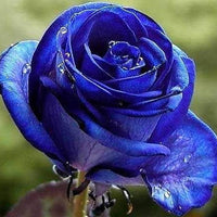 Dark Blue MulColor Rose Flower Seeds for Planting Hardy Variety Heirloom & GMO Free Seeds for Home Garden
 
 Sale